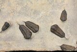 Cluster Of Ordovician Trilobites (Sokhretia?) - Erfoud, Morocco #164747-2